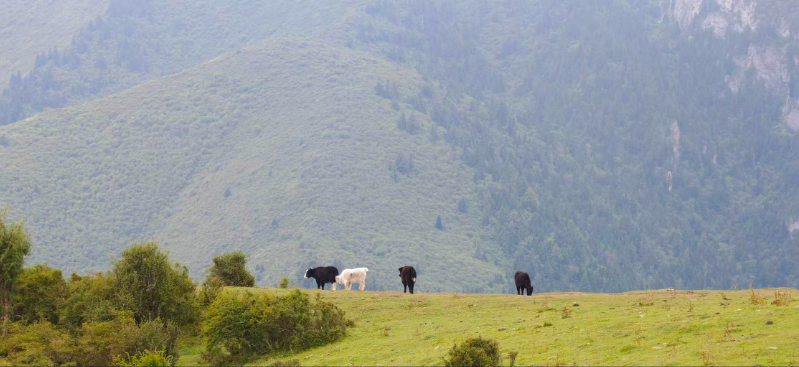 松潘阿岭扎噶第3张风景照片